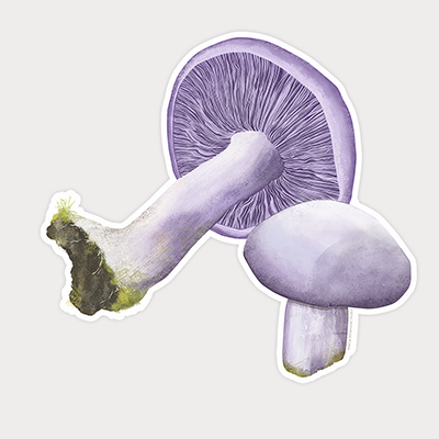 Wood Blewit Vinyl Sticker