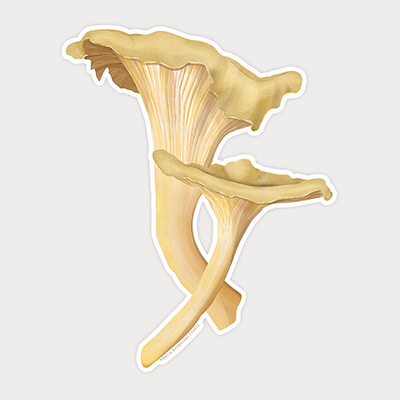 Chanterelle Pair Vinyl Sticker